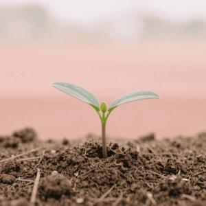 s'émerveiller d 'une jeune plante qui pousse c'est déjà prendre le temps de se reconnecter