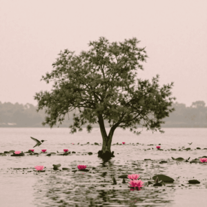 équilibrer son écosysteme intérieur avec l'hypnose